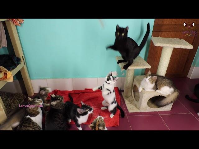 Watch This Before Buying Cat Dancer Toy 