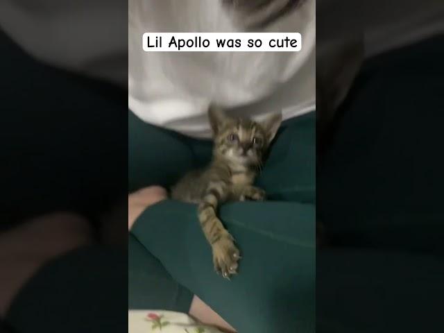 Lil Apollo was so cute #cat #pets #love #shorts #catlover