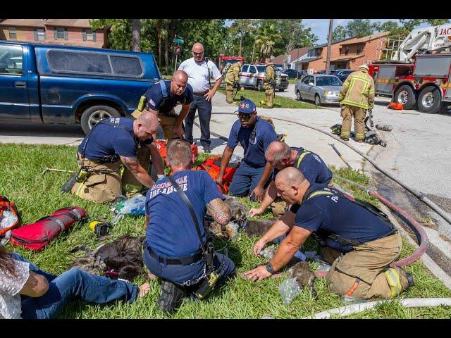 Jacksonville Fire Rescue Department rescues multiple cats and dogs from a house fire