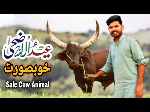 Eid al Adha Cow Animal Qurbani Ky Janwar | Eid Mubarak | Sale Cow Village Animal | Ansari Star