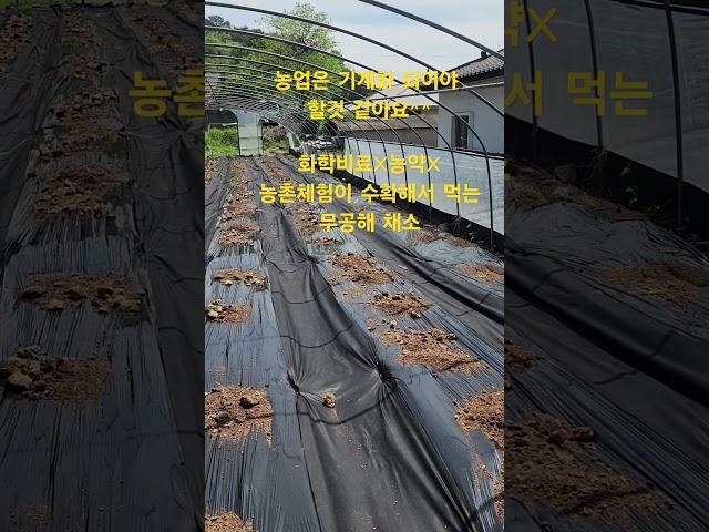 농약 일체 사용하지 않고 버섯 수확 및 비건햄버거 만드는 체험의 식재료로 건강을 드리기위해 오늘 열심히 밭일 했습니다. #귀농#완전무농약#농촌체험#건강한삶#탑바위 농원