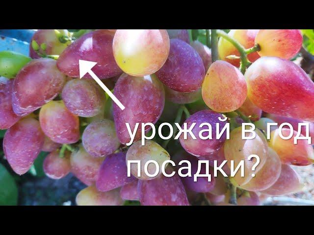 Урожай винограда в год посадки