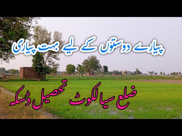 agricultural land for sale زرعی زمین برائے فروخت #viral Sialkot Tasca سیالکوٹ ڈسکہ