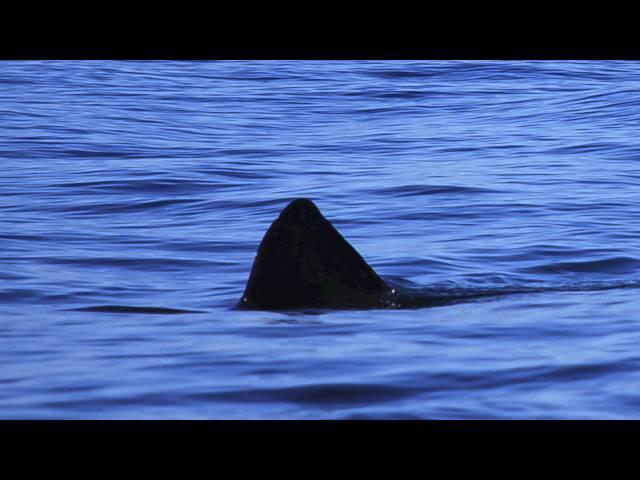 Basking Shark Scotland - Unseen Scotland