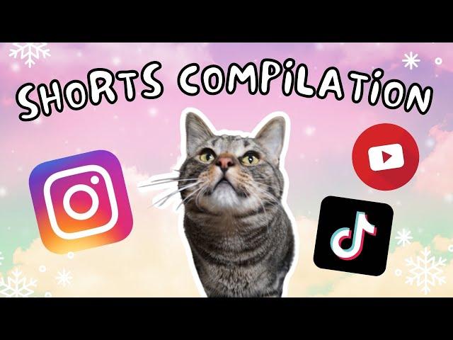 December Viral Cat Videos! - Best of Chip The Manx