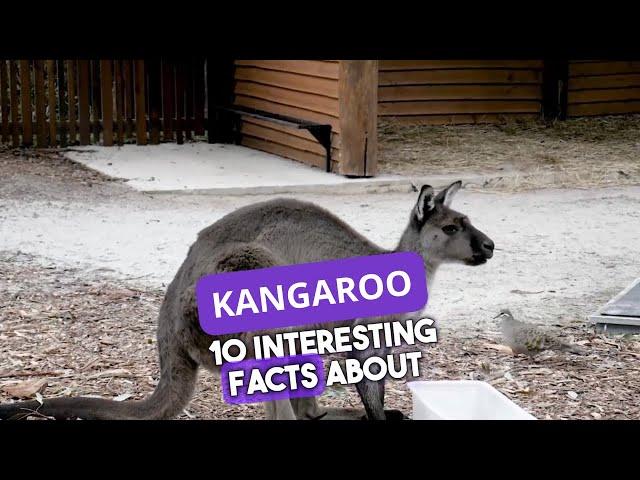 Kangaroo Chronicles: 10 Incredible Insights into Australia's Iconic Marsupials