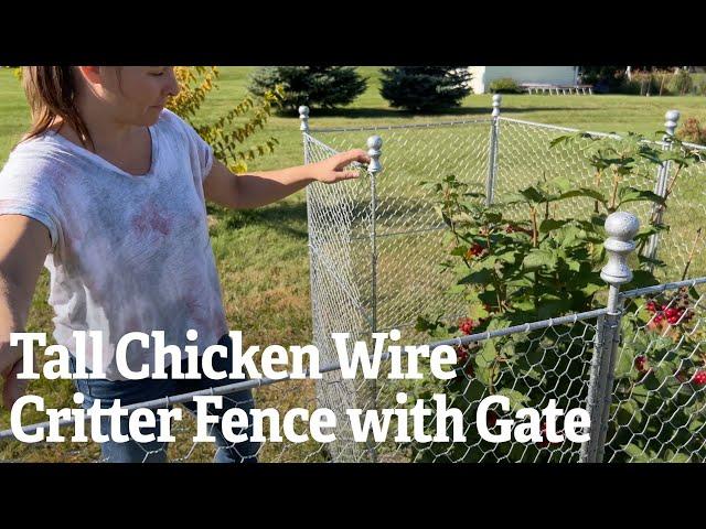 Tall Chicken Wire Critter Fence with Gate