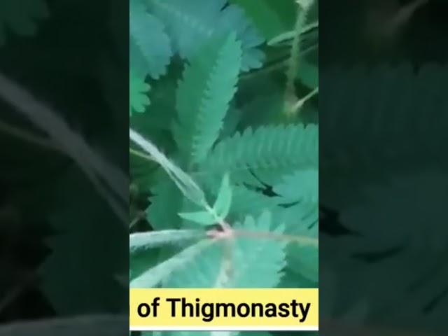Thigmonasty motion
