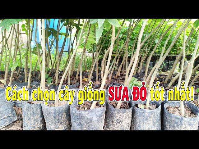 0363119546 (Trung) | Cách chọn cây giống Sưa Đỏ - Giống cây Sưa Đỏ chất lượng