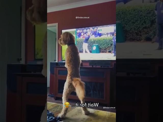 #dog #dogs #dogsoftiktok #viral #funny #cute  #animal #foryou #funnydogvideos #pet #pets