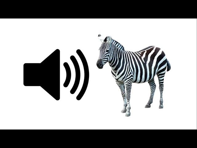 Zebra - Sound Effect | ProSounds