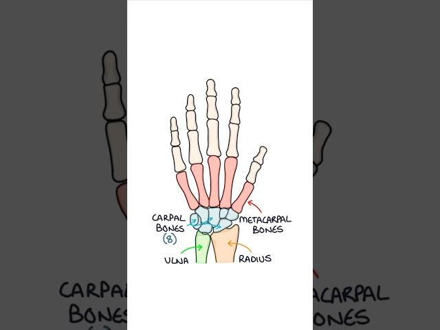 Basic Hand Bone Anatomy #medicalstudent #anatomy #orthopaedics #biology