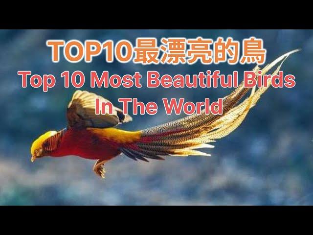 10大最漂亮的鳥丨Top 10 Most Beautiful Birds In The World