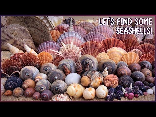 New 2025 Shelling Adventure! | Long-spined Thorny Oyster & Black Baler Shell