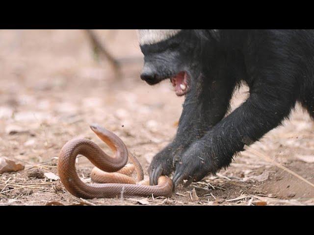 A Honey Badger and Mole Snake Fight to the Death