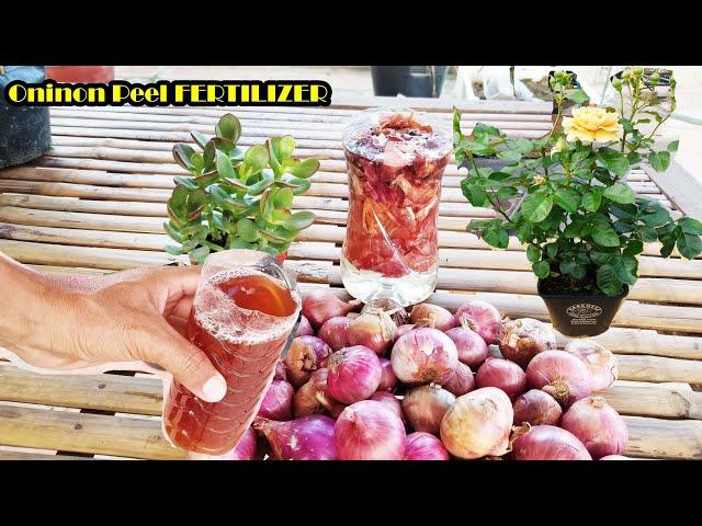 The Right Way To Make Onion Peel fertilizer For Plants l Free and Best For All Plants