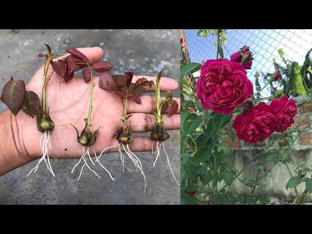 How to grow roses from rose calyx│Rosa