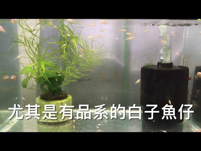 養魚先養水之培育繁殖白子小魚簡單養法大公開