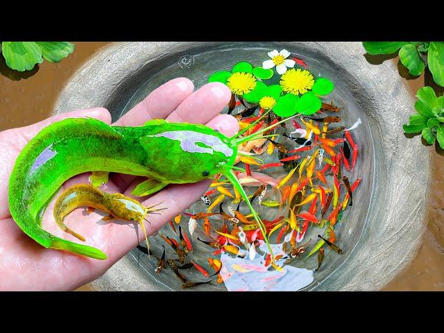 Great Catch Colorful Catfish In Tiny Pond, Buffalo Ranchu, Black Ranchu Fish, Goldfish, Koi, Guppy