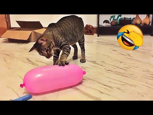 Try Not To Laugh  Funniest Cats and Dogs Videos 2023  Part 4