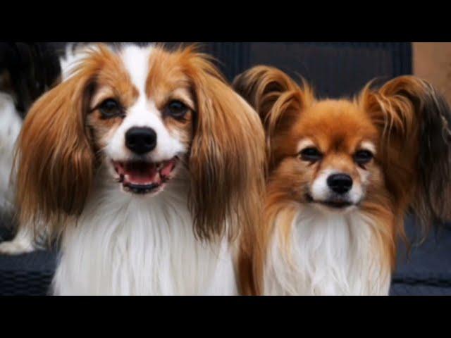 PAPILLON DOG INFO | MEET THE DOGS | DOG GUY DARIN | BUTTERFLY EARS #dogguydarin #PAPILLON