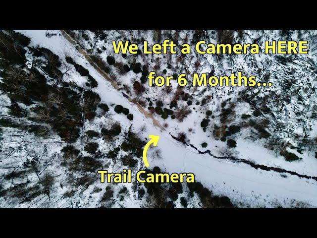 We Left a Trail Camera at a Creek Crossing for 6 Months... Here's what showed up!