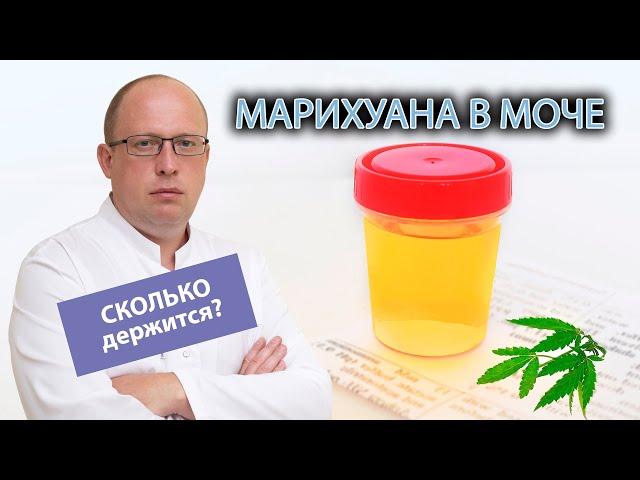  Сколько обычно держится марихуана в моче? 