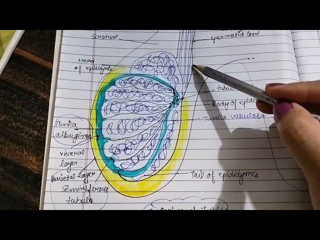 coverings of testis #tunica vaginalis#albuginea#vasculosa#