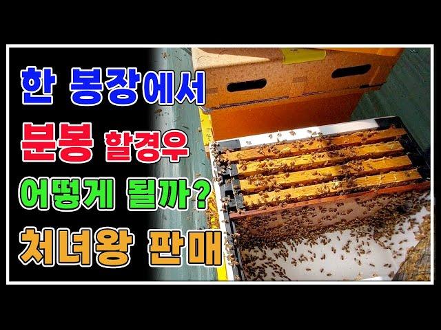 한봉장에서 분봉을하면 어떻게될까/ 분봉/ 처녀왕/ 왕대