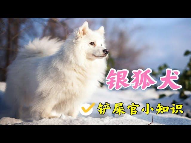 这是巨型博美还是迷你萨摩？小仙女必备舔狗银狐犬了解一下