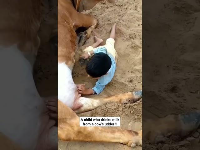  A #child who drinks #milk from a cow's udder !! #cow #animal #funnyvideo #children #tourism