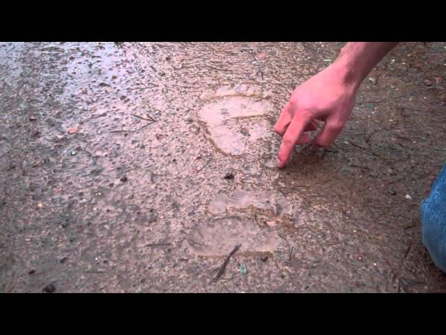 Tracking a grizzly bear in Swan Valley, MT