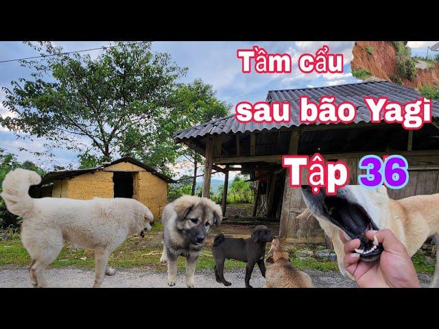 Tâp 36 sau bão Yagi lên bản mông tầm cẩu gặp rất nhiều điều bất ngờ | full 4k