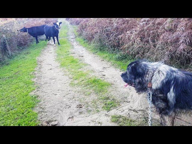 illyrian Shepherd DOG Vs Mad Cow ( things escalated quickly )