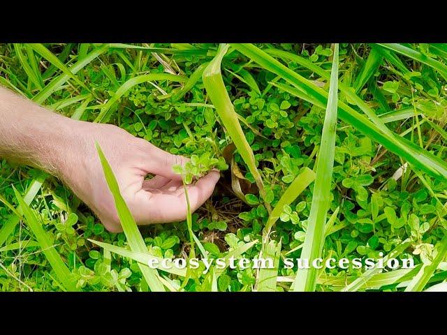 Ecosystem SUCCESSION in your Fruit ORCHARD | Principles of Permaculture | Eat And Be Eaten