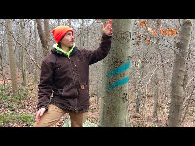 Tree Talk:  American Beech