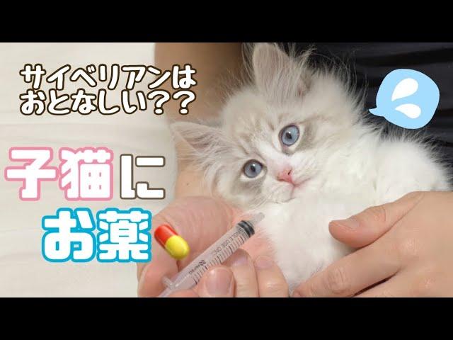 どうなる！？お薬を飲む姿がかわいすぎる子猫【サイベリアン】／Let’s Challenge! Giving liquid medication to kitten!