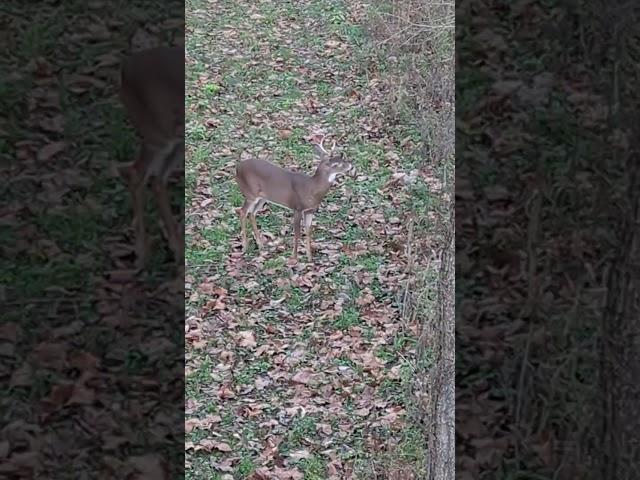 Buck downwind and checking the scent. #archery #archeryhunter #whitetaildeer #hunt #nature