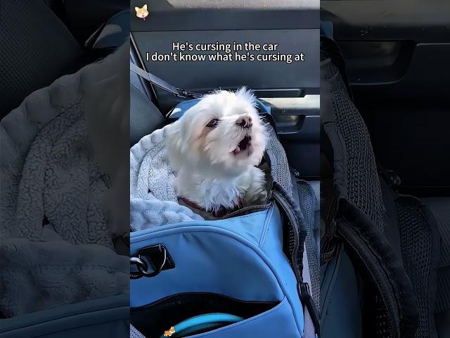 That’s my chatterbox puppy #youtube #funny #petsrule #funnyprank #pets