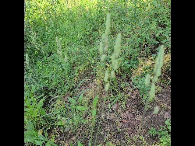 Orchardgrass, Dactylis glomerata, of Ouray, Colorado.