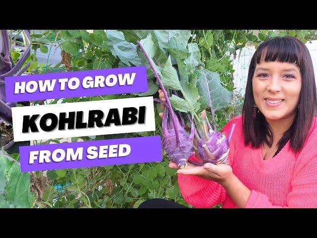 The Ultimate Kohlrabi Growing Guide: From Seed To Harvest #kohlrabi #garden #vegetablegarden #plants