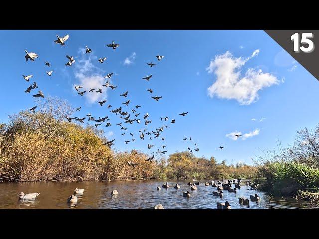 Decoying HUGE FLOCKS Of Mallards On A TINY CREEK | Traffic Duck Hunting