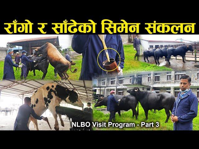 राँगो र साँढेको सिमेन संकलन यसरी गरिन्छ | NlBO Visit Program Part 3