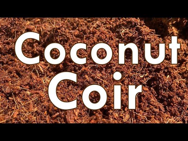 Coconut Coir  Better than Potting Soil?