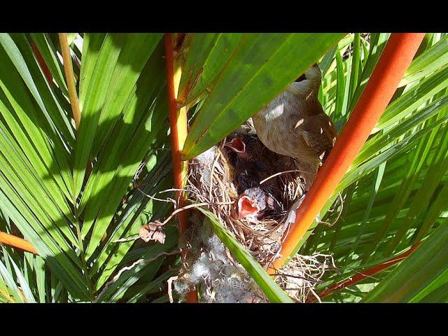 (Day23) Yellow-vented Bulbul Nesting | Mother bird nesting, hatching and fledgling (bird watching)