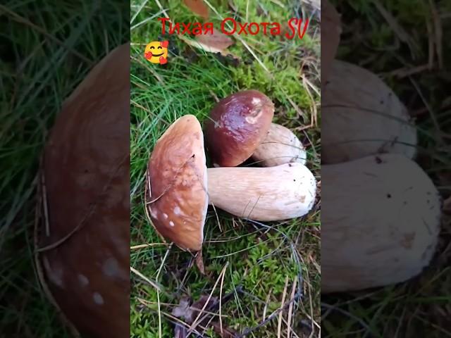 Два Белых Гриба Красота Очередная Добыча.5.10.2024. #4k #video #лес #осень #тихая охота #хобби