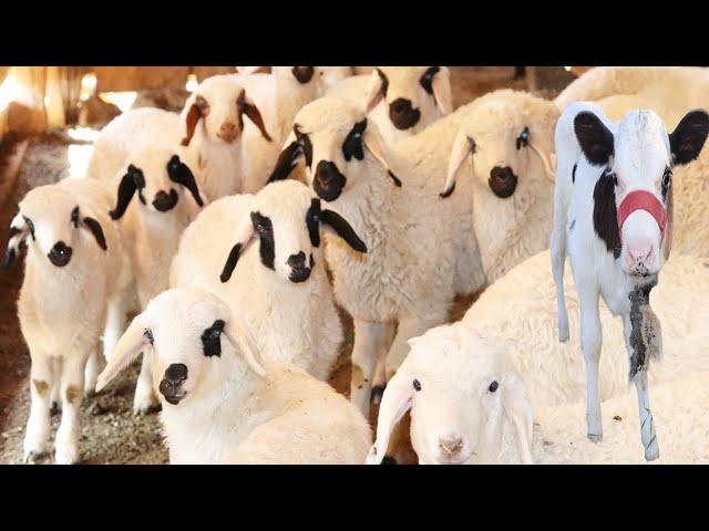 Cute Little Farm Animals ,Relax Sound , Chicken , Duck , Cow , Sheep , Baby Goat , Lambs