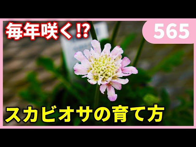 スカビオサの育て方 ｂｙ園芸チャンネル 565 園芸 ガーデニング 初心者