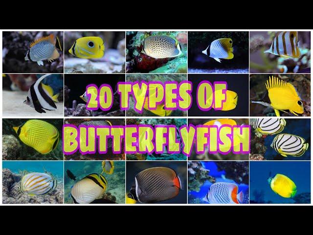 20 TYPES OF BUTTERFLYFISH