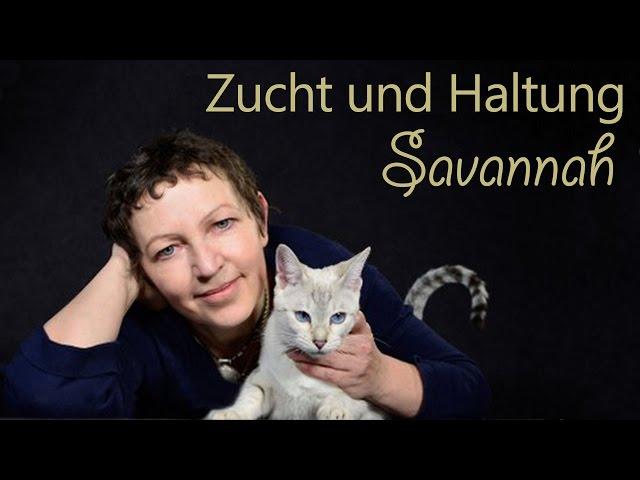 Savannah - Zucht und Haltung von Savannah Rassekatzen